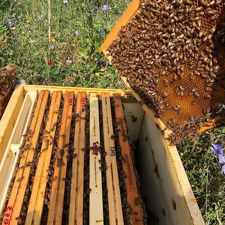B&B Il Mulino Osteria di Novoli Eksteriør billede
